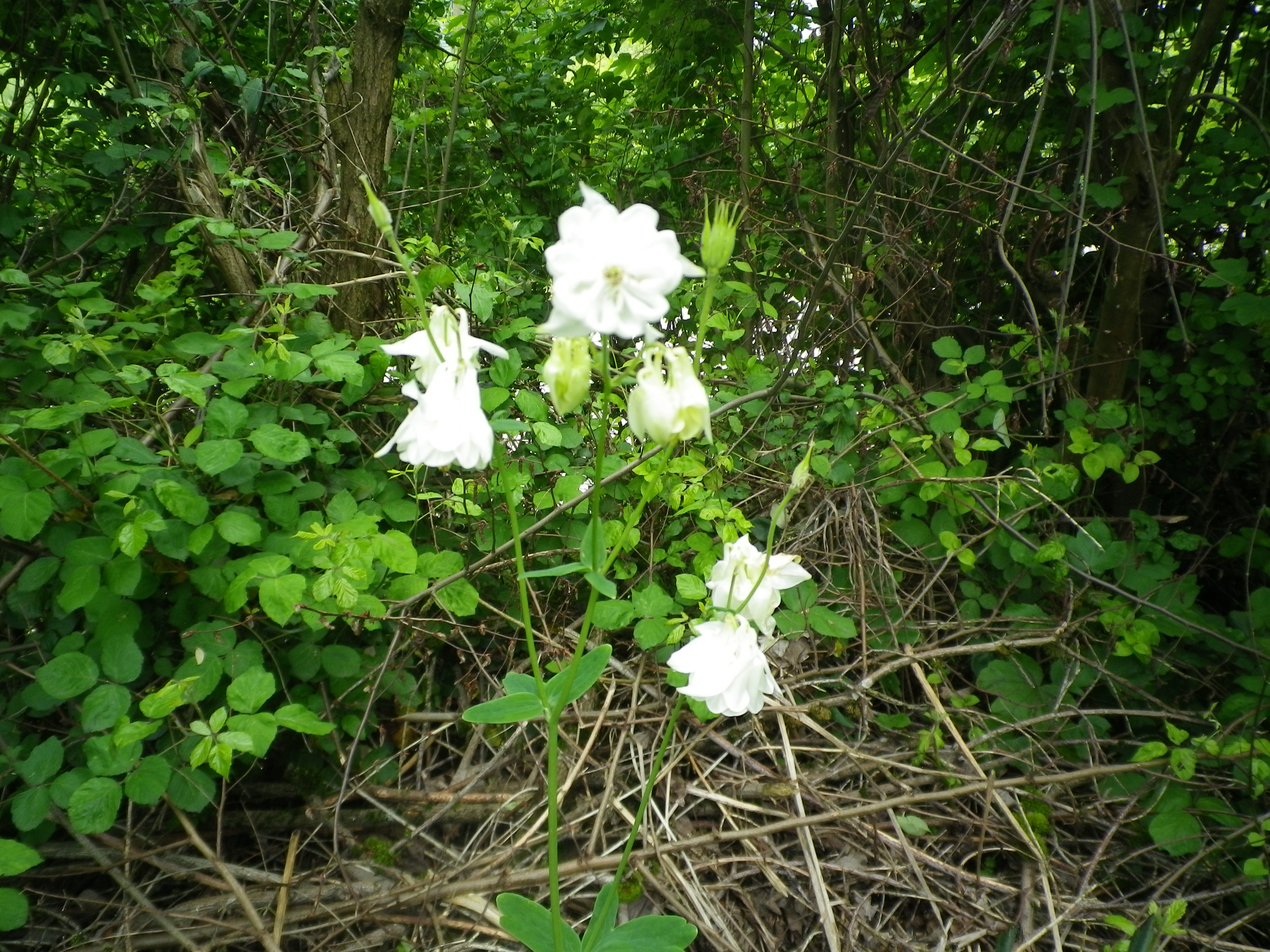 Fleurs blanches du mois de mai - La bulle de Marie-Libellule