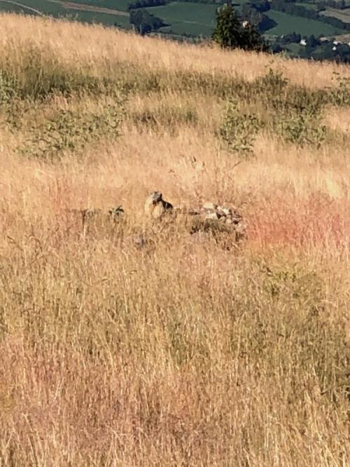 La Chau (Seyne - Montclar)