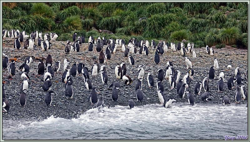 La faune de Cooper Bay : Manchots à jugulaire et papous, Éléphants de mer, Otaries, Pétrels, Labbes, Chionis blancs ... - Géorgie du Sud