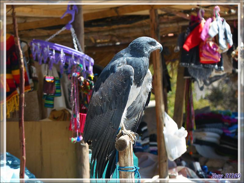Buse aguia (Geranoaetus melanoleucus) - Achoma (Maca) - Canyon de Colca - Pérou
