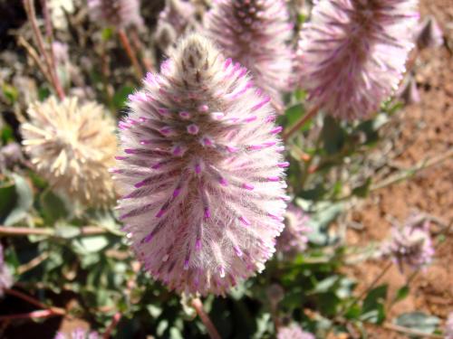 Fleurs cultivées : Ptilotus