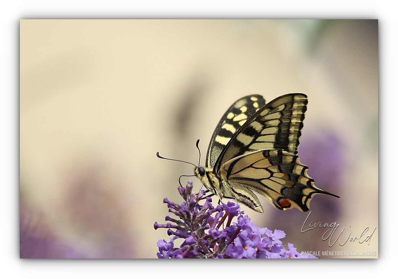Flambé et Machaon, deux "Porte-queues".