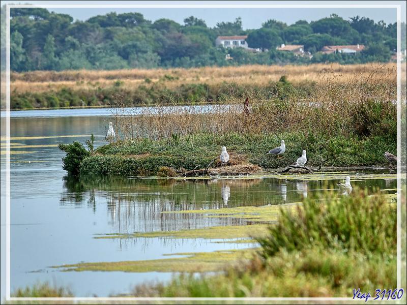 Marais aux goélands - Prise de la Groie - Saint-Clément des Baleines - Ile de Ré - 17