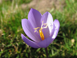 Sentiments de fleurs