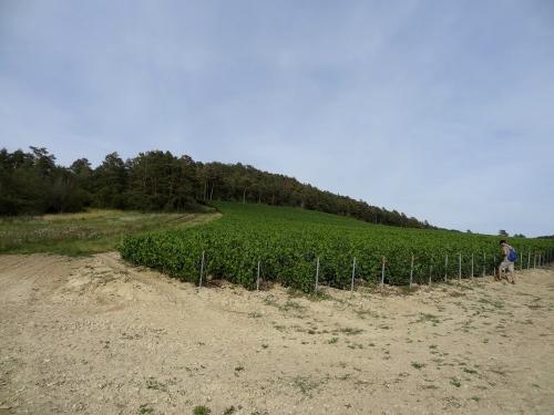 Une belle balade à Chaumont le bois et Vannaire, guidée par Anne Bouhélier
