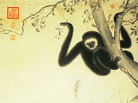 Singe Gibbon de l'esprit