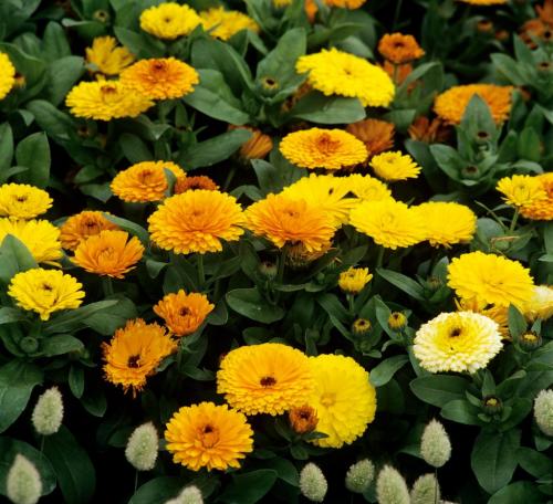 Fleurs cultivées : Souci