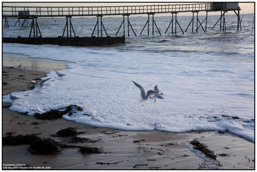 Les Mouettes rieuses arrivent en grand nombre