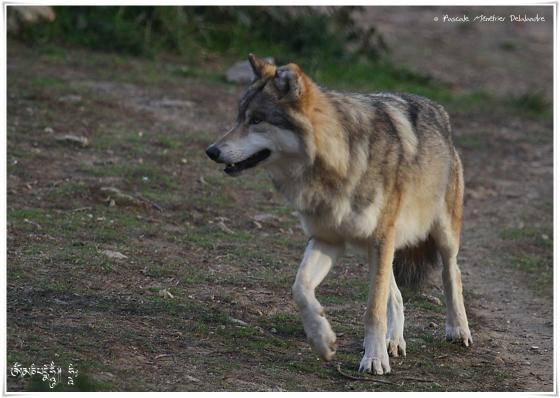 Loups de Sibérie (Canis lupus albus)