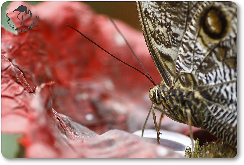 Caligo atreus - Brassolidae - Costa Rica
