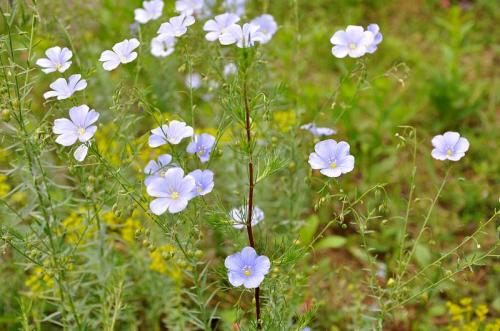 Fleurs cultivées : Lin