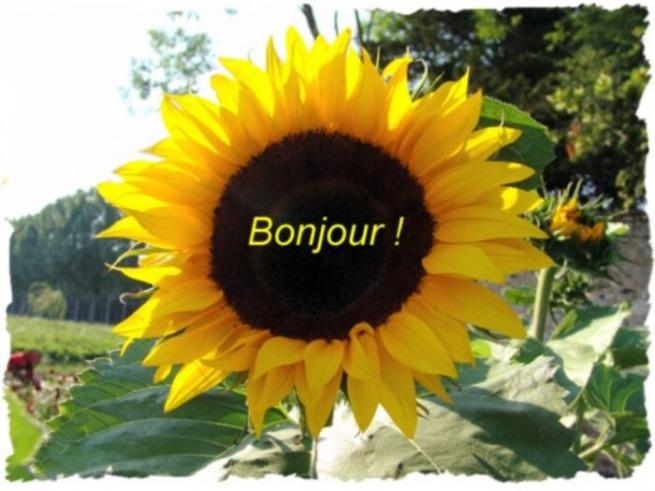 Tournesol