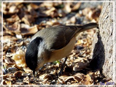 Mésange nonnette, Marsh tit (Poecile palustris) - Lartigau - Milhas - 31