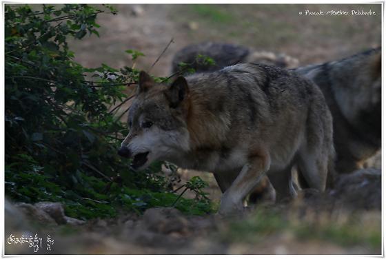 Loups de Sibérie (Canis lupus albus)