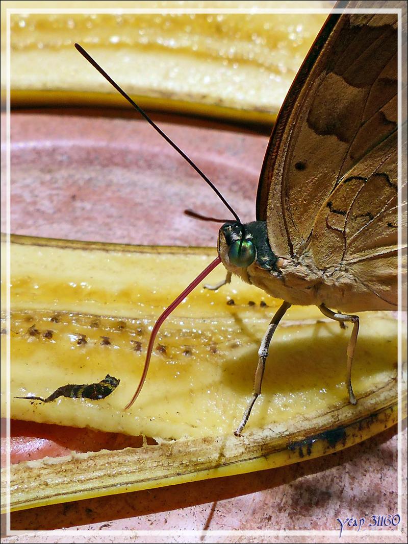 On n'attire pas les papillons avec du vinaigre ... - Inkaterra Hacienda Concepcion - Puerto Maldonado - Pérou