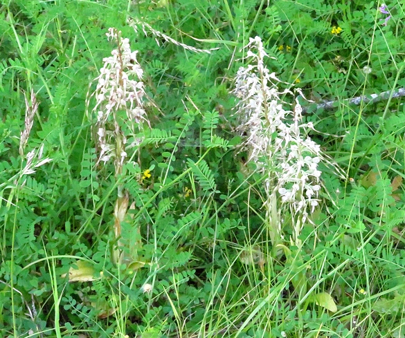 Les orchidées sauvages du Châtillonnais ont fleuri en grand nombre pendant ce printemps 2024