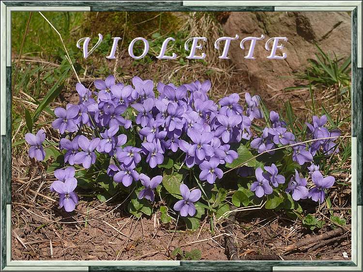 Vertus médicinales des plantes sauvages : Violette - chezmamielucette