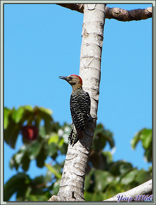 Blog de images-du-pays-des-ours : Images du Pays des Ours (et d'ailleurs ...), Pic à couronne rouge (Melanerpes rubricapillus) adulte et jeune (?) - Canal de Panama - Panama City