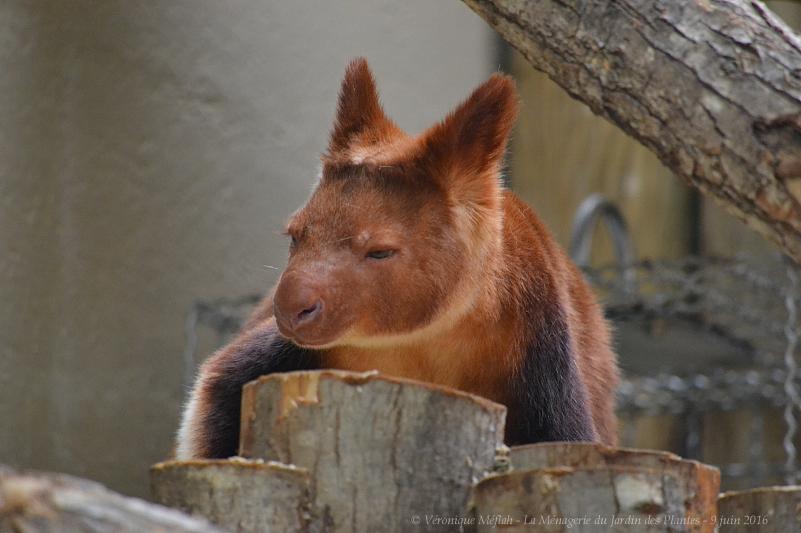 La Ménagerie du Jardin des Plantes : Des nouvelles de Sangria, femelle dendrolague