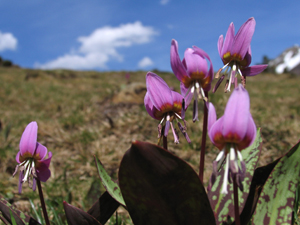 Les fleurs communiquent