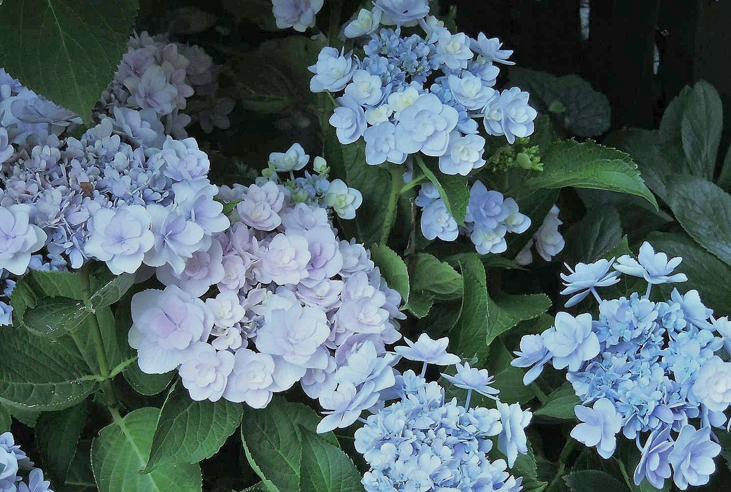 Hydrangea You and me forever