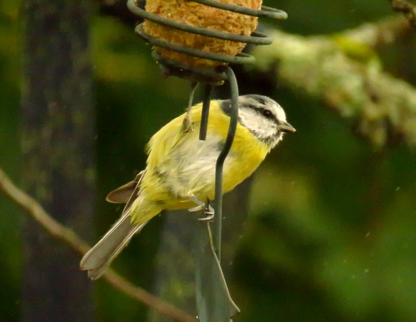 Oiseaux au jardin en ce début d'automne...