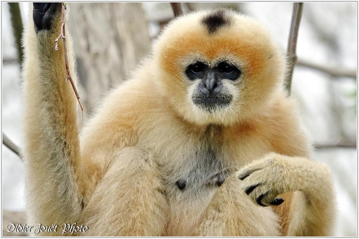 Gibbon à Favoris Blancs (1) - Nomascus leucogenys