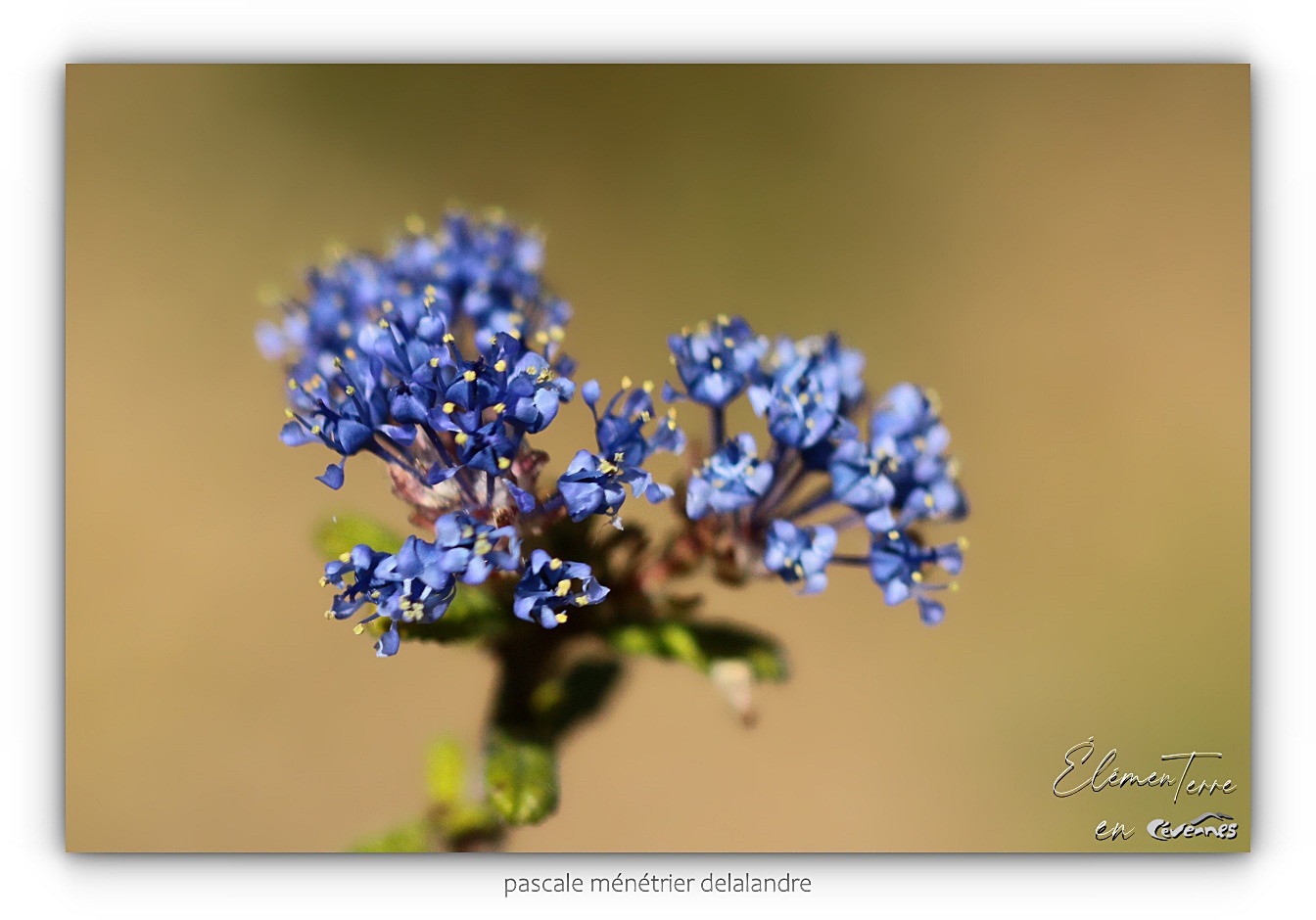 Lilas de Californie - Céanothe bleue