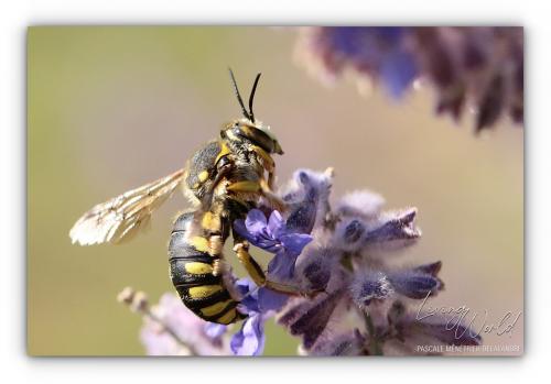 Anthidium florentinum (Mégachile)