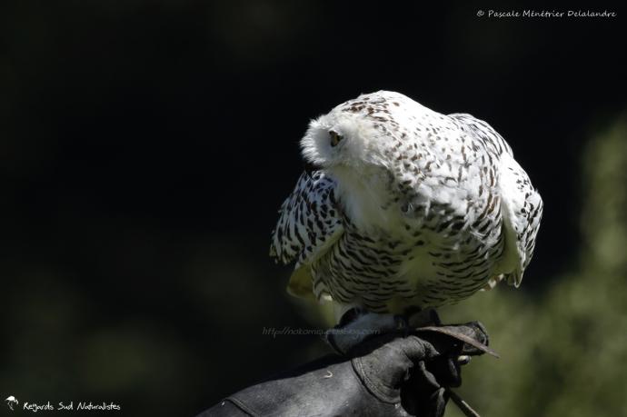 Harfang des neiges - Bubo scandiacus - Snowy Owl