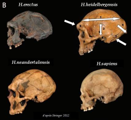 1 - L'arrivée des humains en Europe