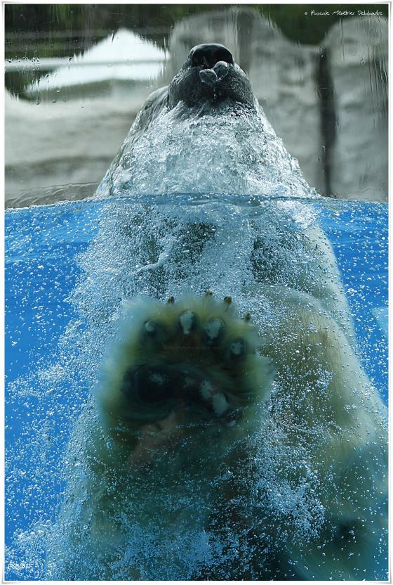 L'ours blanc (Ursus maritimus) ou ours polaire