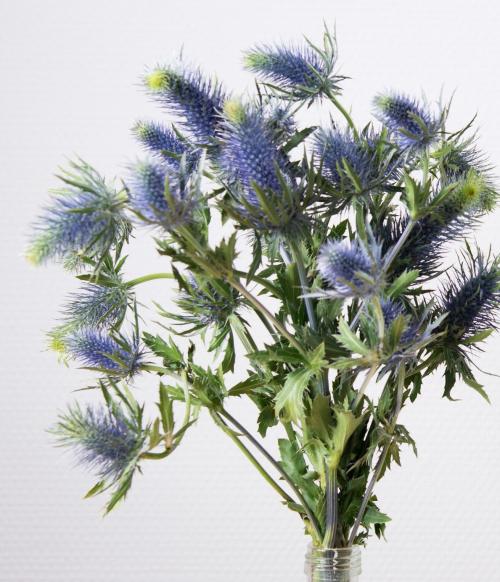 Fleurs cultivées : Panicaut