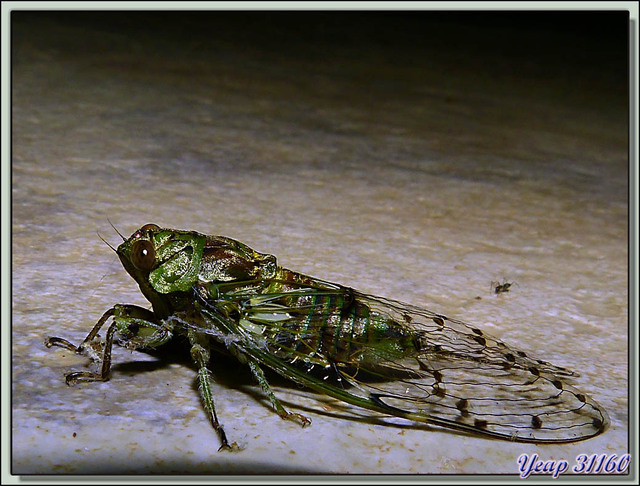 Blog de images-du-pays-des-ours : Images du Pays des Ours (et d'ailleurs ...), Petite promenade de nuit dans la forêt: cigale verte - Puerto Viejo de Sarapiqui - Costa Rica