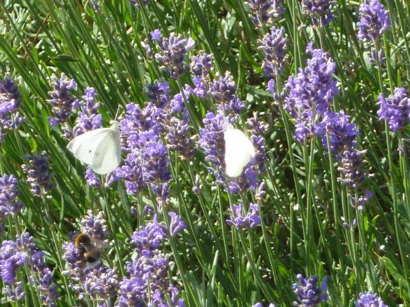 Papillons