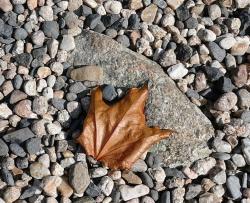 Feuille d'automne :