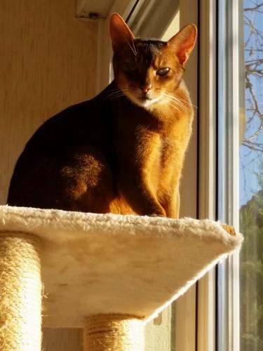 Chat perché !!!!!! 