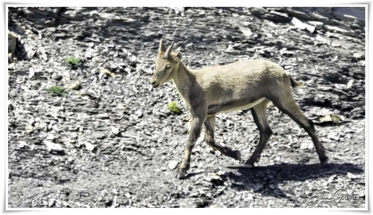 Un jour de rando .... La faune.