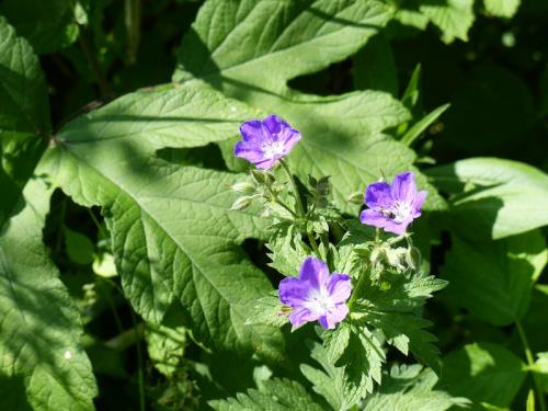 Fleurs du Champsaur (2)