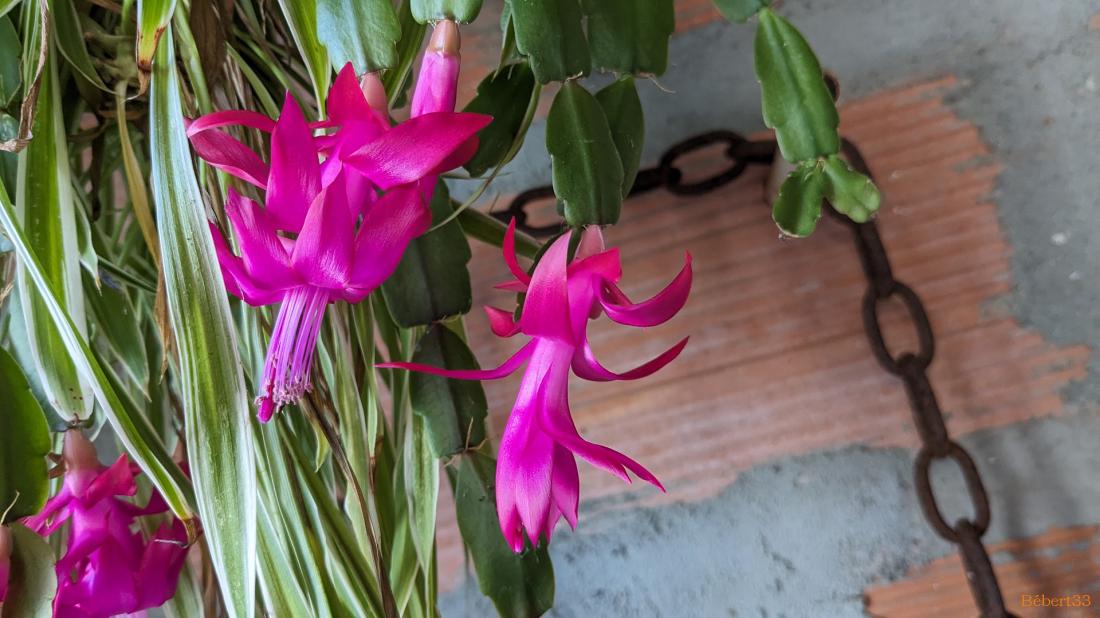 Les fleurs du moment et ++