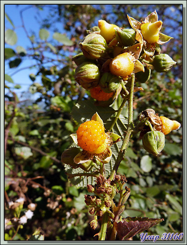 Blog de images-du-pays-des-ours : Images du Pays des Ours (et d'ailleurs ...), Framboises jaunes de l'Himalaya, yellow himalayan raspberry (Rubus ellipticus) - Nagarkot - Népal