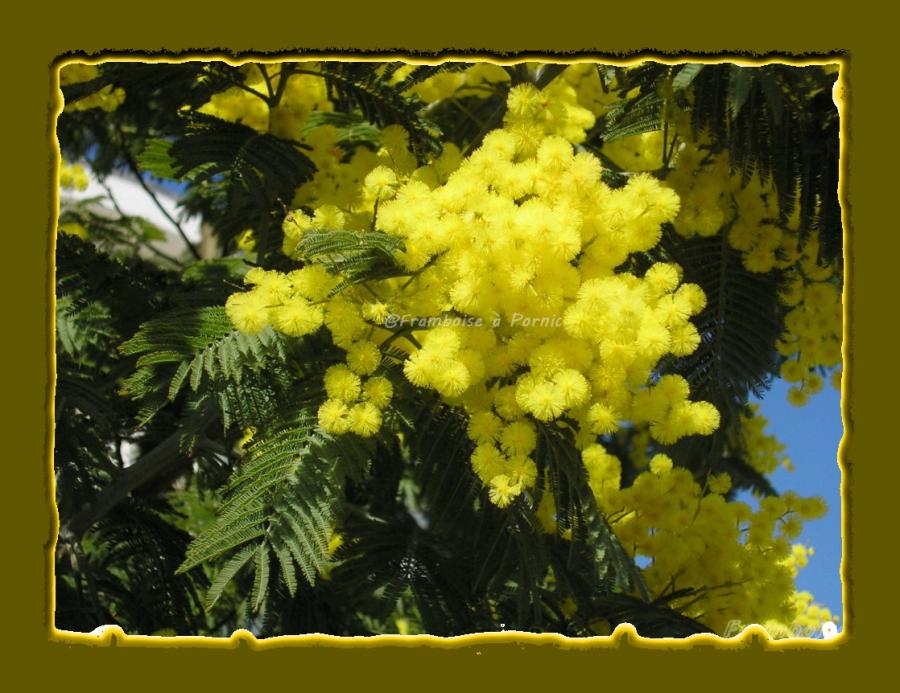 Mimosa en fleurs 
