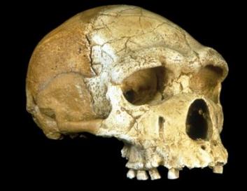 2 - Pléistocène moyen (-780 ka ) : avant Néandertal