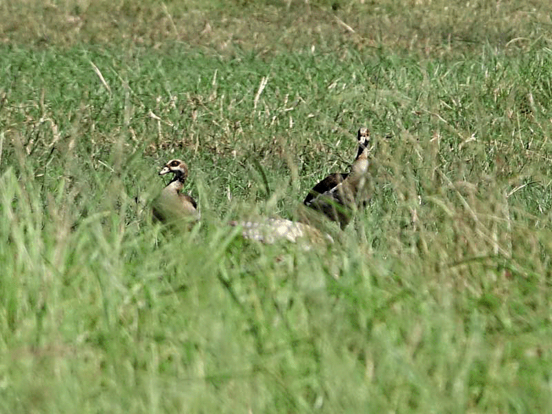 Un Busard grenouillard (Circus ranivorus) attaque, en plusieurs étapes, un gros oiseau (cormoran ?) - Safari nautique - Parc National de Chobe - Botswana
