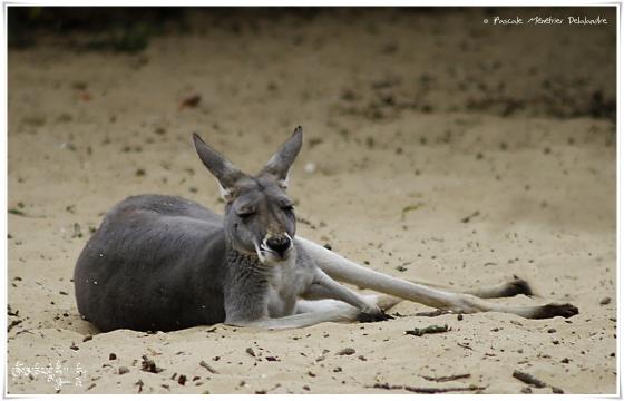 Kangourous
