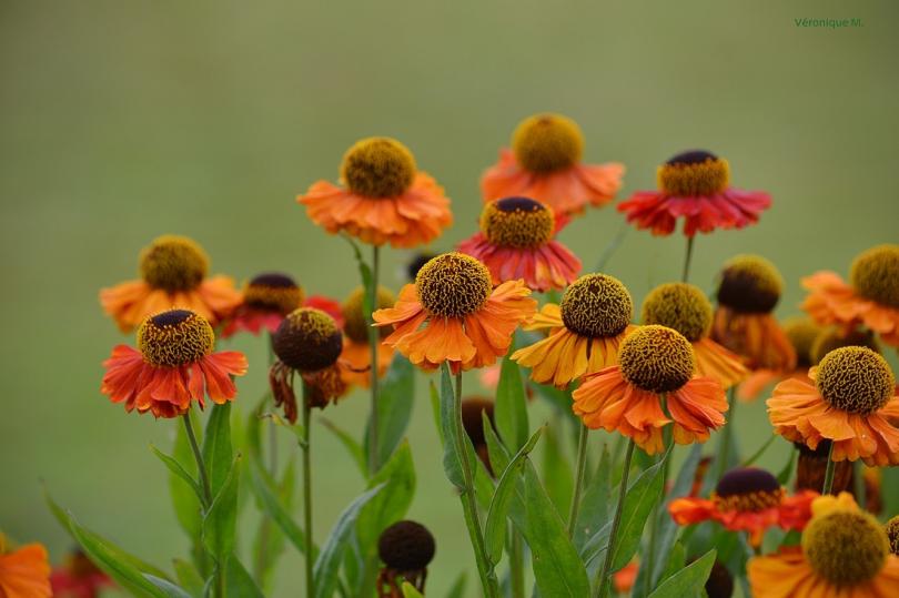 Les photos du Week-End : Des fleurs et des citations