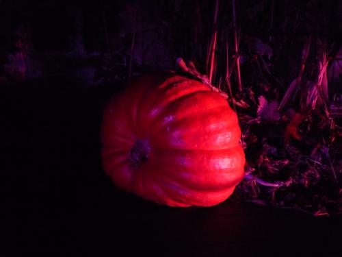 Nocturnes à Nantes : un château et un jardin illuminés