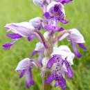 Index illustré orchidées