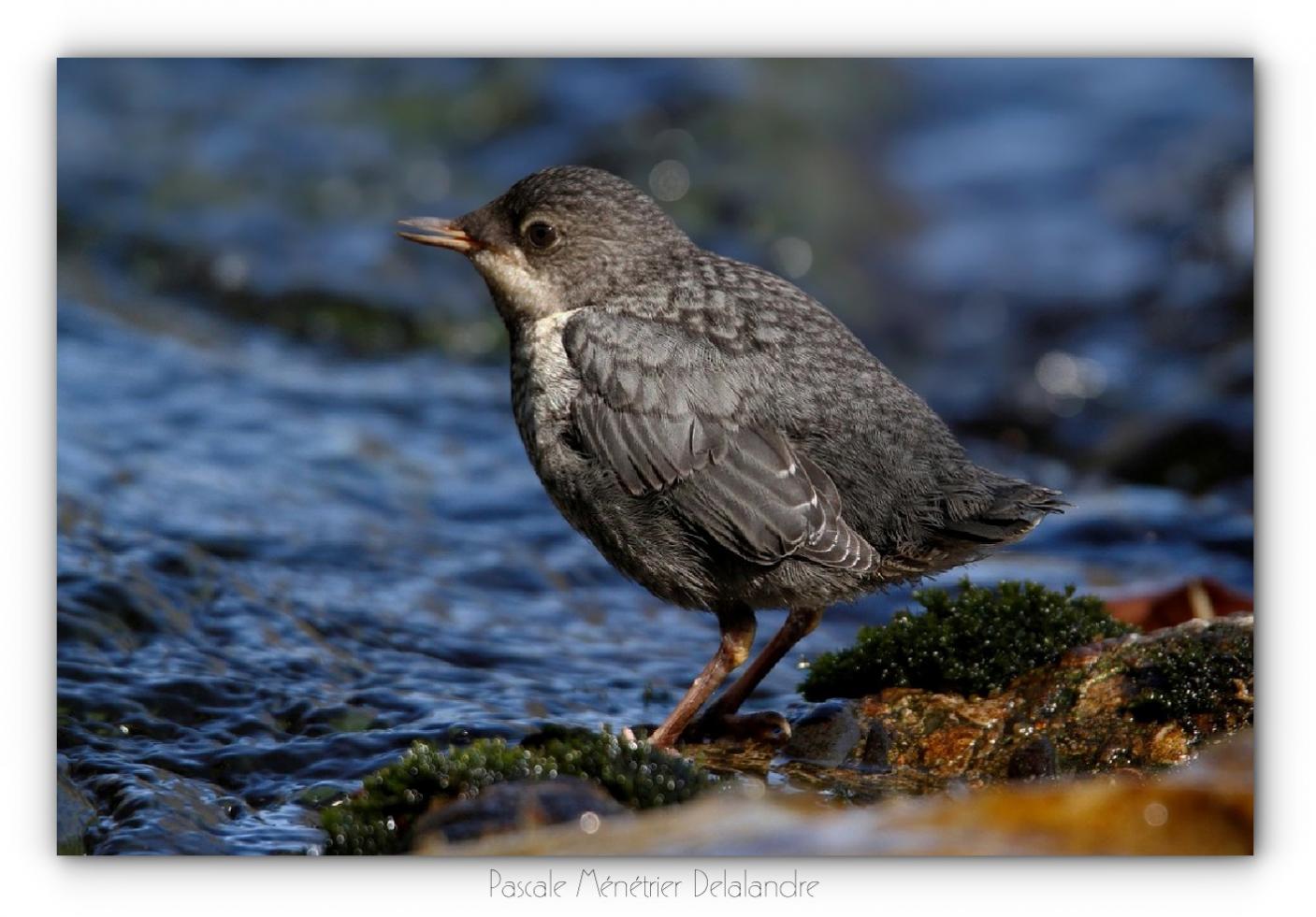 Cincles plongeurs juvéniles