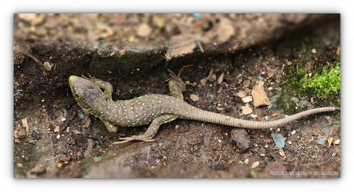Lézard ocellé